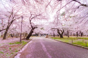 大宮公園桜